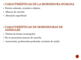  CARACTERÍSTICAS DE LA MORDEDURA HUMANA
 Patrón redondo, ovalado o elíptico
 Marcas de succión
 Abrasión superficial
 CARACTERÍSTICAS DE MORDEDURAS DE
ANIMALES
 Patrón de forma rectangular
 No se presentan marcas de succión
 Laceración, perforación profunda, avulsión de tejido
 