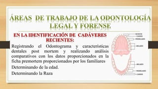 Registrando el Odontograma y características
dentales post mortem y realizando análisis
comparativos con los datos proporcionados en la
ficha premortem proporcionados por los familiares
Determinando de la edad.
Determinando la Raza
 