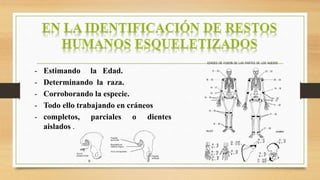 - Estimando la Edad.
- Determinando la raza.
- Corroborando la especie.
- Todo ello trabajando en cráneos
- completos, parciales o dientes
aislados .
 