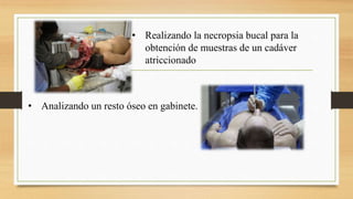 • Realizando la necropsia bucal para la
obtención de muestras de un cadáver
atriccionado
• Analizando un resto óseo en gabinete.
 
