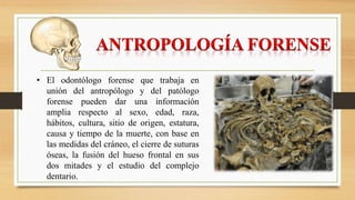 • El odontólogo forense que trabaja en
unión del antropólogo y del patólogo
forense pueden dar una información
amplia respecto al sexo, edad, raza,
hábitos, cultura, sitio de origen, estatura,
causa y tiempo de la muerte, con base en
las medidas del cráneo, el cierre de suturas
óseas, la fusión del hueso frontal en sus
dos mitades y el estudio del complejo
dentario.
 
