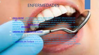 ENFERMEDADES
 placa dental. Las bacterias de la placa dental causan alteraciones en
el pH y originan desmineralización del diente que a la larga ocasiona
cavidades que si se dejan sin tratamiento alcanzan en un periodo de
meses o años la pulpa dental causando pulpitis, infecciones peri
apicales, abscesos y finalmente la destrucción y perdida completa de la
pieza afectada.
 Lesiones de la mucosa oral[editar]
 Las lesiones de la mucosa oral pueden ser muy variadas, adopatando el
aspecto de una mancha o formando una protrusion que si está llena de
líquido constituye una vesícula. Algunas de las más características son
las gránulos de Fordyce que son glándulas sebáceas heterotópicas de
coloración blanco-amarillenta que se encuentran en mucosa yugal y labios,
no precisan tratamiento.
 