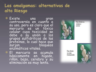 Existe una gran controversia en cuanto a su uso, pero es claro que el mercurio es un tóxico celular cuya toxicidad se debe a su unión a los grupos sulfidrilicos de las proteínas, lo cual hace que surjan bloqueos enzimáticos vitales. El mercurio se acumula básicamente en hígado, riñón, bazo, cerebro y su eliminación es muy lenta. Las amalgamas: alternativas de alto Riesgo 