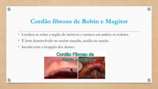 Cordão fibroso de Robin e Magitot
• Localiza-se sobre a região de incisivos e caninos em ambos os rodetes.
• É bem desenvolvido no recém-nascido, auxilia na sucção.
• Involui com a irrupção dos dentes.
 