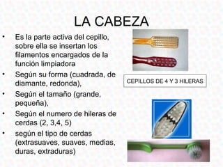 LA CABEZA
•   Es la parte activa del cepillo,
    sobre ella se insertan los
    filamentos encargados de la
    función limpiadora
•   Según su forma (cuadrada, de
    diamante, redonda),               CEPILLOS DE 4 Y 3 HILERAS

•   Según el tamaño (grande,
    pequeña),
•   Según el numero de hileras de
    cerdas (2, 3,4, 5)
•   según el tipo de cerdas
    (extrasuaves, suaves, medias,
    duras, extraduras)
 