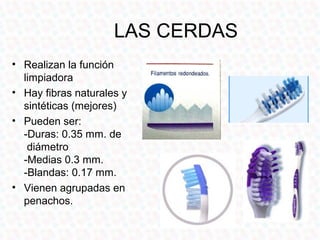 LAS CERDAS
• Realizan la función
  limpiadora
• Hay fibras naturales y
  sintéticas (mejores)
• Pueden ser:
  -Duras: 0.35 mm. de
   diámetro
  -Medias 0.3 mm.
  -Blandas: 0.17 mm.
• Vienen agrupadas en
  penachos.
 