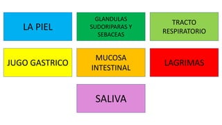 LA PIEL
JUGO GASTRICO
SALIVA
MUCOSA
INTESTINAL
GLANDULAS
SUDORIPARAS Y
SEBACEAS
LAGRIMAS
TRACTO
RESPIRATORIO
 