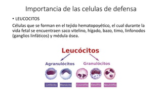 Importancia de las celulas de defensa
• LEUCOCITOS
Células que se forman en el tejido hematopoyético, el cual durante la
vida fetal se encuentraen saco vitelino, hígado, bazo, timo, linfonodos
(ganglios linfáticos) y médula ósea.
 
