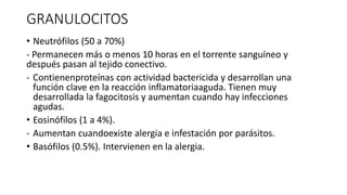 GRANULOCITOS
• Neutrófilos (50 a 70%)
- Permanecen más o menos 10 horas en el torrente sanguíneo y
después pasan al tejido conectivo.
- Contienenproteínas con actividad bactericida y desarrollan una
función clave en la reacción inflamatoriaaguda. Tienen muy
desarrollada la fagocitosis y aumentan cuando hay infecciones
agudas.
• Eosinófilos (1 a 4%).
- Aumentan cuandoexiste alergia e infestación por parásitos.
• Basófilos (0.5%). Intervienen en la alergia.
 