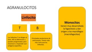AGRANULOCITOS
Linfocito
T B
Los linfocitos T se dirigen al
timo. Allí se diferencian y
quedan programados para
reconocer y responder aun
antígeno específico.
Principales productoras de
anticuerpos. Tienen vida
más corta que los
linfocitos.
Monocitos
tienen muy desarrollada
la fagocitosis y dan
origen a los macrófagos
(macrofagocitos)
 