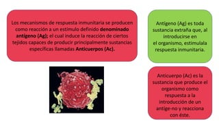 Los mecanismos de respuesta inmunitaria se producen
como reacción a un estímulo definido denominado
antígeno (Ag); el cual induce la reacción de ciertos
tejidos capaces de producir principalmente sustancias
específicas llamadas Anticuerpos (Ac).
Antígeno (Ag) es toda
sustancia extraña que, al
introducirse en
el organismo, estimulala
respuesta inmunitaria.
Anticuerpo (Ac) es la
sustancia que produce el
organismo como
respuesta a la
introducción de un
antíge-no y reacciona
con éste.
 