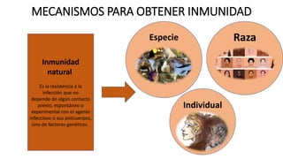 MECANISMOS PARA OBTENER INMUNIDAD
Inmunidad
natural
Es la resistencia a la
infección que no
depende de algún contacto
previo, espontáneo o
experimental con el agente
infeccioso o sus anticuerpos,
sino de factores genéticos.
Especie
Individual
Raza
 