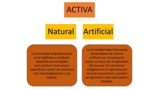 ACTIVA
Natural Artificial
La inmunidad adquirida activa
es la habilidad o condición
adquirida por los tejidos
para producir anticuerpos
específicos a partir de contactos
con microorganismos o sus
toxinas.
La inmunidad adquirida puede
desarrollarse de manera
artificial por inmunización
activa, es decir, por la aplicación
de vacunas. Se introducen
antígenos en el organismo por
vía oral o parenteral, y pueden
ser gérmenes vivos atenuados o
toxoides.
 