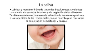 La saliva
• Lubricar y mantener húmeda la cavidad bucal, mucosas y dientes
ayudando a la correcta fonación y a la deglución de los alimentos.
También modula selectivamente la adhesión de los microorganismos
a las superficies de los tejidos orales, lo que contribuye al control de
la colonización de bacterias y hongos.
 