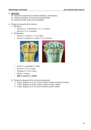 Odontología veterinaria                                                    Dra. Emérita Abreu García

2. BOVINO:
    Tiempo de erupción de los dientes deciduos y permanentes.
    Tiempo de desgaste de los incisivos permanentes.
    Forma del borde ventral de la mandíbula.

a) Tiempo de erupción de los dientes:
    Deciduos:
      • Incisivos 1 y 2, premolares 1, 2, y 3: al nacer.
      • Incisivos 3 y 4: 2 semanas.
    Permanentes:
      • Incisivo 1 y molar 2: 1 1/2 a 2 años.
      • Incisivo 2, premolar 2 y molar 3: 2 a 2 1/2 años.


                                              ID3        I1
                                              ID4   I2

                    11/2-2 años
                                                      2-21/2 años




       •   Incisivo 3 y premolar 3: 3 años.
       •   Incisivo 4: 3 1/2 a 4 años.
       •   Premolar 4: 2 1/2 a 3 años.
       •   Molar 1: 6 meses.
       •   BOCA LLENA: 4 AÑOS

   b) Tiempo de desgaste de los incisivos permanentes:
       6 años: desgaste en el 1er. incisivo inferior (cuello encima de la encía).
       7 años: desgaste en el 2do. incisivo inferior (cuello visible).
       8 años: desgaste en el 3er incisivo inferior (cuello visible).




                                                                                                  10
 