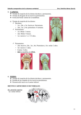 Estudio comparativo de la columna vertebral                               Dra. Emérita Abreu García

3. CAPRINO:
    Tiempo de erupción de los dientes deciduos y permanentes.
    Tiempo de desgaste de los incisivos permanentes.
    Forma del borde ventral de la mandíbula.
                                                                   I1
   a) Tiempo de erupción de los dientes:
       Deciduos:
          • 1er., 2do. y 3er. Incisivos: Nacimiento.
          • 2do., 3er. y 4to. premolares: 6 semanas.
       Permanentes:
          • 1er. Molar: 3 meses.
          • 2do. Molar: 9 meses.
          • 1er. incisivo: 1 a 1 1/2 años.



        Permanentes:
         • 2do. Incisivo, 2do., 3er., 4to. Premolares y 3er. molar: 2 años.
         • 3er. incisivo: 3 años.
         • Canino: 4 años.
         • BOCA LLENA: 4 AÑOS.




                         3 años                        4 años




4. PERRO:
    Tiempo de erupción de los dientes deciduos y permanentes.
    Perdida de las cúspides de los incisivos permanentes.
    Presencia del surco en el canino inferior.

DIENTES CARNICEROS O SECTORIALES

4to. premolar superior
 1er. molar inferior                   4PM

                                         1M




                                                                                                11
 