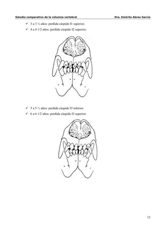 Estudio comparativo de la columna vertebral                     Dra. Emérita Abreu García

        3 a 3 ½ años: perdida cúspide I1 superior.
        4 a 4 1/2 años: perdida cúspide I2 superior.




                                    I2 I1
                                          I1 I2




        5 a 5 ½ años: perdida cúspide I3 inferior.
        6 a 6 1/2 años: perdida cúspide I3 superior.




                                      I3
                                                           I3

                                       I3             I3




                                                                                      13
 