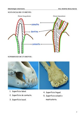 Odontología veterinaria                                        Dra. Emérita Abreu García

SUSTANCIAS DE UN DIENTE:

             Diente braquidonto                         Diente hipsodonto




                                  esmalte


                                dentina




                                  cemento




SUPERFICIES DE UN DIENTE:




   3
CLASIFICACIÓN DE LOS DIENTES


                                                                        4
                                                                        2
                           2 1                                          5
                                                          4
                                                                5
                            1

  1. Superficie labial.
                                            4. Superficie lingual.
  2. Superficie de contacto.                5. Superficie oclusal o

  3. Superficie bucal.                         masticatoria.




                                                                                       2
 