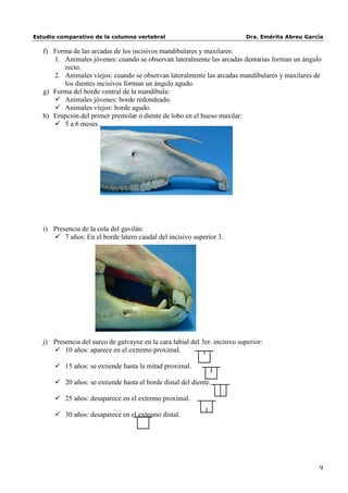 Estudio comparativo de la columna vertebral                                  Dra. Emérita Abreu García

   f) Forma de las arcadas de los incisivos mandibulares y maxilares:
      1. Animales jóvenes: cuando se observan lateralmente las arcadas dentarias forman un ángulo
         recto.
      2. Animales viejos: cuando se observan lateralmente las arcadas mandibulares y maxilares de
         los dientes incisivos forman un ángulo agudo.
   g) Forma del borde ventral de la mandíbula:
       Animales jóvenes: borde redondeado.
       Animales viejos: borde agudo.
   h) Erupción del primer premolar o diente de lobo en el hueso maxilar:
       5 a 6 meses.




                                                h




   i) Presencia de la cola del gavilán:
       7 años: En el borde latero caudal del incisivo superior 3.




                                                    i




   j) Presencia del surco de galvayne en la cara labial del 3er. incisivo superior:
       10 años: aparece en el extremo proximal.

        15 años: se extiende hasta la mitad proximal.

        20 años: se extiende hasta el borde distal del diente.

        25 años: desaparece en el extremo proximal.

        30 años: desaparece en el extremo distal.




                                                                                                    9
 