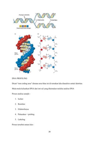 28
DNA PROFILING
Dicari “non coding area” dimana area khas ini di temukan lalu dianalisis untuk identitas.
Mula-mula keluarkan DNA dari inti sel yang ditemukan melalui analisa DNA
Proses analisa sample :
1. Isolasi
2. Restriksi
3. Elektroforesa
4. Palacakan = probing
5. Labeling
Proses tersebut antara lain :
 
