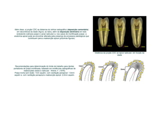 Além disso, a junção CDC se distancia do vértice radiográfico (deposição cementária)
  em decorrência da idade (figura. ao lado), além da deposição dentinária em todo
  endodonto (câmara pulpar e canal radicular) e, nos casos de mortificação pulpar, a
anatomia apical pode se encontrar alterada pela presença de processos patológicos que
                contribuem para a reabsorção apical (próximas figuras).




                                                                                        Distância da junção CDC ao ápice radicular, em função da
                                                                                                                 idade




  Recomendações para determinação do limite de trabalho para dentes
portadores de polpa mortificada, baseado em evidências radiográficas de
           reabsorções óssea e radicular - Weine, F. (1976).
 Polpa morta sem lesão: 1mm aquém, com rarefação periapical: 1,5mm
 aquém e, com rarefação periapical e reabsorção apical: 2,0mm aquém.
 