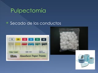 Pulpectomía
⦿ Secado de los conductos
 