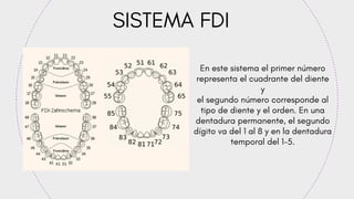 Fdi Temporal Cavidad oral en niños, odontopediatria, anatomía | PDF