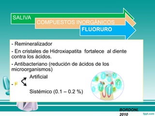 SALIVA
COMPUESTOS INORGÁNICOS
FLUORURO
- Remineralizador
- En cristales de Hidroxiapatita fortalece al diente
contra los ácidos.
- Antibacteriano (redución de ácidos de los
microorganismos)
Artificial
-
Sistémico (0.1 – 0.2 %)
BORDONI.
2010
 