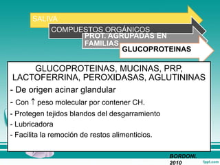 SALIVA
COMPUESTOS ORGÁNICOS
PROT. AGRUPADAS EN
FAMILIAS
GLUCOPROTEINAS
GLUCOPROTEINAS, MUCINAS, PRP,
LACTOFERRINA, PEROXIDASAS, AGLUTININAS
- De origen acinar glandular
- Con  peso molecular por contener CH.
- Protegen tejidos blandos del desgarramiento
- Lubricadora
- Facilita la remoción de restos alimenticios.
BORDONI.
2010
 