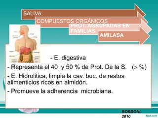 SALIVA
COMPUESTOS ORGÁNICOS
PROT. AGRUPADAS EN
FAMILIAS
AMILASA
- E. digestiva
- Representa el 40 y 50 % de Prot. De la S. ( %)
- E. Hidrolitica, limpia la cav. buc. de restos
alimenticios ricos en almidón.
- Promueve la adherencia microbiana.
BORDONI.
2010
 