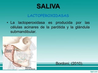 LACTOPEROXIDASAS
• La lactoperoxidasa es producida por las
células acinares de la parótida y la glándula
submandibular.
Bordoni, (2010).
SALIVA
 