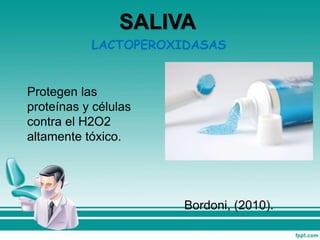 Protegen las
proteínas y células
contra el H2O2
altamente tóxico.
Bordoni, (2010).
SALIVA
LACTOPEROXIDASAS
 