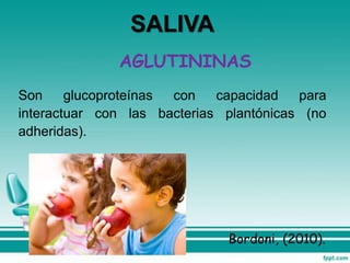 AGLUTININAS
Son glucoproteínas con capacidad para
interactuar con las bacterias plantónicas (no
adheridas).
Bordoni, (2010).
SALIVA
 