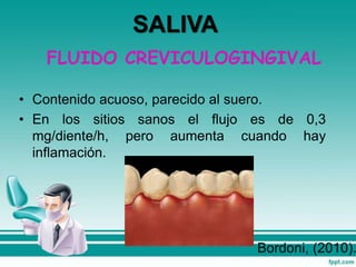 FLUIDO CREVICULOGINGIVAL
• Contenido acuoso, parecido al suero.
• En los sitios sanos el flujo es de 0,3
mg/diente/h, pero aumenta cuando hay
inflamación.
Bordoni, (2010).
SALIVA
 