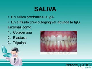 • En saliva predomina la IgA
• En el fluido creviculogingival abunda la IgG.
Enzimas como
1. Colagenasa
2. Elastasa
3. Tripsina
Bordoni, (2010).
SALIVA
 
