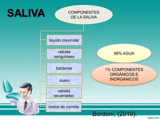 COMPONENTES
DE LA SALIVA
liquido crevicular
bacterias
suero
restos de comida
células
escamadas
células
sanguíneas
1% COMPONENTES
ORGÁNICOS E
INORGÁNICOS
99% AGUA
Bordoni, (2010).
 