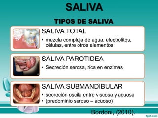 SALIVA TOTAL
• mezcla compleja de agua, electrolitos,
células, entre otros elementos
SALIVA PAROTIDEA
• Secreción serosa, rica en enzimas
SALIVA SUBMANDIBULAR
• secreción oscila entre viscosa y acuosa
• (predominio seroso – acuoso)
TIPOS DE SALIVA
Bordoni, (2010).
 