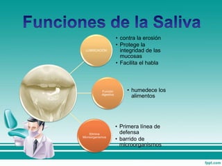 LUBRICACIÓN
• contra la erosión
• Protege la
integridad de las
mucosas
• Facilita el habla
Función
digestiva
• humedece los
alimentos
Elimina
Microorganismos
• Primera línea de
defensa
• barrido de
microorganismos
 