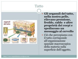 Tatto
 Gli organuli del tatto,
nella nostra pelle,
rilevano pressione,
freddo, caldo e altre
proprietà dei corpi e
spediscono un
messaggio al cervello
 Ciò che percepiamo con
il tatto corrisponde
all’organizzazione
spaziale macroscopica
della materia sulla
superficie dell’oggetto.
https:// www.unpodichimica.wordpress.com
 