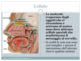 L’olfatto
 Le molecole
evaporano dagli
oggetti che ci
circondano e
arrivano al nostro
naso dove attivano
cellule speciali che
trasferiscono il
messaggio al cervello.
 In realtà le cose non sono
così semplici e ancora il
meccanismo dell’odorato
riserva qualche mistero
https:// www.unpodichimica.wordpress.com
 