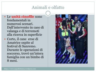 Animali e olfatto
 Le unità cinofile sono
fondamentali in
numerosi scenari.
Dall’intervento in caso di
valanga e di terremoti
alla ricerca in superficie
 Corto, il cane eroe di
Amatrice ospite al
festival di Sanremo.
Durante le operazioni di
soccorso, trovò un’intera
famiglia con un bimbo di
8 mesi.
https:// www.unpodichimica.wordpress.com
 