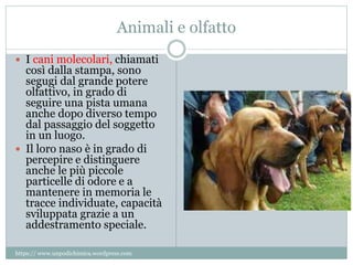 Animali e olfatto
 I cani molecolari, chiamati
così dalla stampa, sono
segugi dal grande potere
olfattivo, in grado di
seguire una pista umana
anche dopo diverso tempo
dal passaggio del soggetto
in un luogo.
 Il loro naso è in grado di
percepire e distinguere
anche le più piccole
particelle di odore e a
mantenere in memoria le
tracce individuate, capacità
sviluppata grazie a un
addestramento speciale.
https:// www.unpodichimica.wordpress.com
 