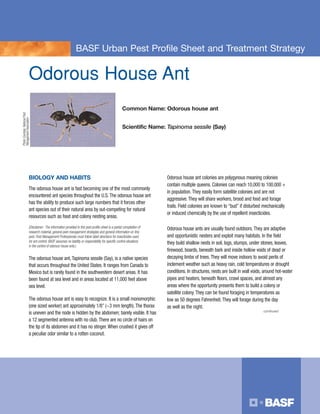 BASF Urban Pest Profile Sheet and Treatment Strategy


                          Odorous House Ant
                                                                                                       Common Name: Odorous house ant
Photo Courtesy: National Pest
Management Association




                                                                                                       Scientific Name: Tapinoma sessile (Say)




                          BIOLOGY AND HABITS                                                                             Odorous house ant colonies are polygynous meaning colonies
                                                                                                                         contain multiple queens. Colonies can reach 10,000 to 100,000 +
                          The odorous house ant is fast becoming one of the most commonly
                                                                                                                         in population. They easily form satellite colonies and are not
                          encountered ant species throughout the U.S. The odorous house ant
                                                                                                                         aggressive. They will share workers, brood and food and forage
                          has the ability to produce such large numbers that it forces other
                                                                                                                         trails. Field colonies are known to “bud” if disturbed mechanically
                          ant species out of their natural area by out-competing for natural
                                                                                                                         or induced chemically by the use of repellent insecticides.
                          resources such as food and colony nesting areas.
                          (Disclaimer: The information provided in this pest profile sheet is a partial compilation of   Odorous house ants are usually found outdoors. They are adaptive
                          research material, general pest management strategies and general information on this
                          pest. Pest Management Professionals must follow label directions for insecticides used         and opportunistic nesters and exploit many habitats. In the field
                          for ant control. BASF assumes no liability or responsibility for specific control situations   they build shallow nests in soil, logs, stumps, under stones, leaves,
                          in the control of odorous house ants.)
                                                                                                                         firewood, boards, beneath bark and inside hollow voids of dead or
                          The odorous house ant, Tapinoma sessile (Say), is a native species                             decaying limbs of trees. They will move indoors to avoid perils of
                          that occurs throughout the United States. It ranges from Canada to                             inclement weather such as heavy rain, cold temperatures or drought
                          Mexico but is rarely found in the southwestern desert areas. It has                            conditions. In structures, nests are built in wall voids, around hot-water
                          been found at sea level and in areas located at 11,000 feet above                              pipes and heaters, beneath floors, crawl spaces, and almost any
                          sea level.                                                                                     areas where the opportunity presents them to build a colony or
                                                                                                                         satellite colony. They can be found foraging in temperatures as
                          The odorous house ant is easy to recognize. It is a small monomorphic                          low as 50 degrees Fahrenheit. They will forage during the day
                          (one sized worker) ant approximately 1/8” (~3 mm length). The thorax                           as well as the night.
                                                                                                                                                                                 continued
                          is uneven and the node is hidden by the abdomen; barely visible. It has
                          a 12 segmented antenna with no club. There are no circle of hairs on
                          the tip of its abdomen and it has no stinger. When crushed it gives off
                          a peculiar odor similar to a rotten coconut.
 