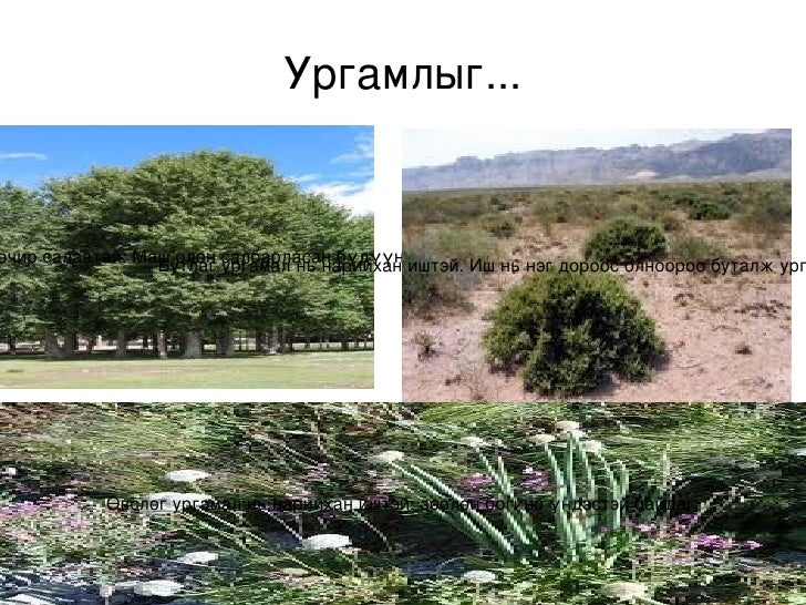 ургамал Odp