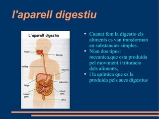 l'aparell digestiu ,[object Object],[object Object],[object Object]