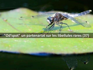 www.lisea.fr
Od’spot : un partenariat sur les libellules rares
www.lisea.fr
 
