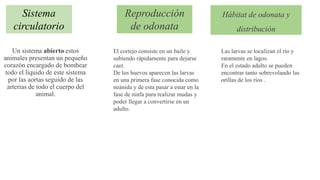 Un sistema abierto estos
animales presentan un pequeño
corazón encargado de bombear
todo el líquido de este sistema
por las aortas seguido de las
arterias de todo el cuerpo del
animal.
Reproducción
de odonata
Sistema
circulatorio
El cortejo consiste en un baile y
subiendo rápidamente para dejarse
caer.
De los huevos aparecen las larvas
en una primera fase conocida como
neánida y de esta pasar a estar en la
fase de ninfa para realizar mudas y
poder llegar a convertirse en un
adulto.
Hábitat de odonata y
distribución
Las larvas se localizan el río y
raramente en lagos.
En el estado adulto se pueden
encontrar tanto sobrevolando las
orillas de los ríos .
 