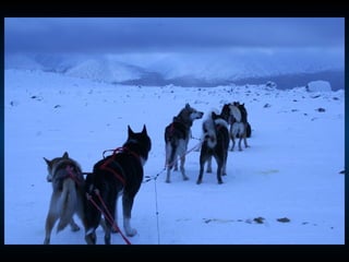 Odyssee Siberienne De Nicolas Vanier