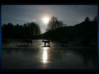 Odyssee Siberienne De Nicolas Vanier