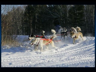 Odyssee Siberienne De Nicolas Vanier